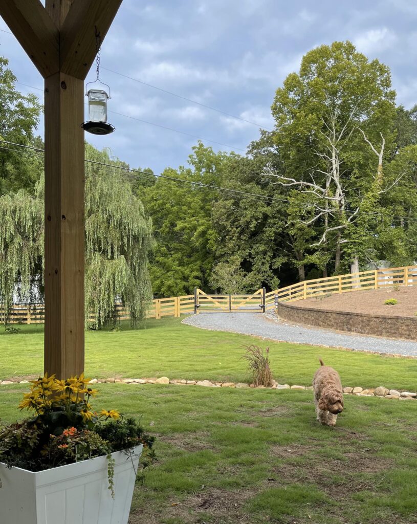 Ned, a goldendoodle, is walking through the fenced front yard of Willow's End.
