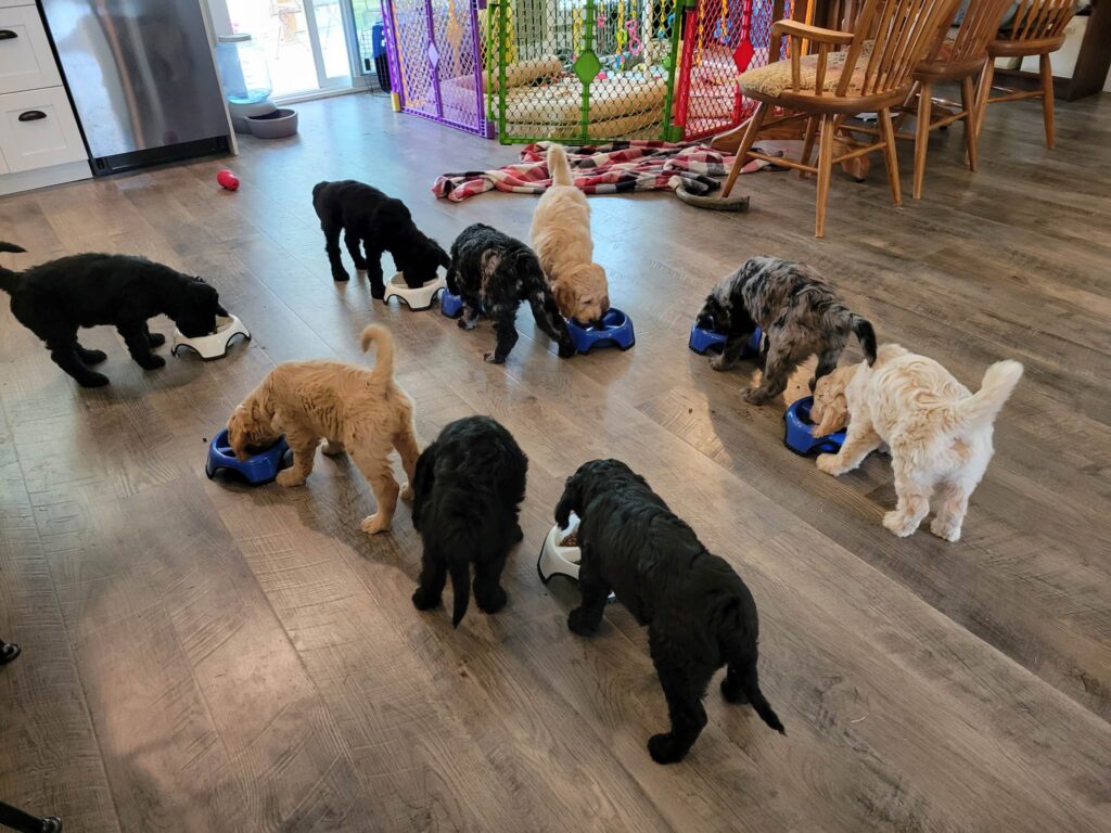 9 goldendoodle puppies are eating from dog bowls in the great room area of the house.