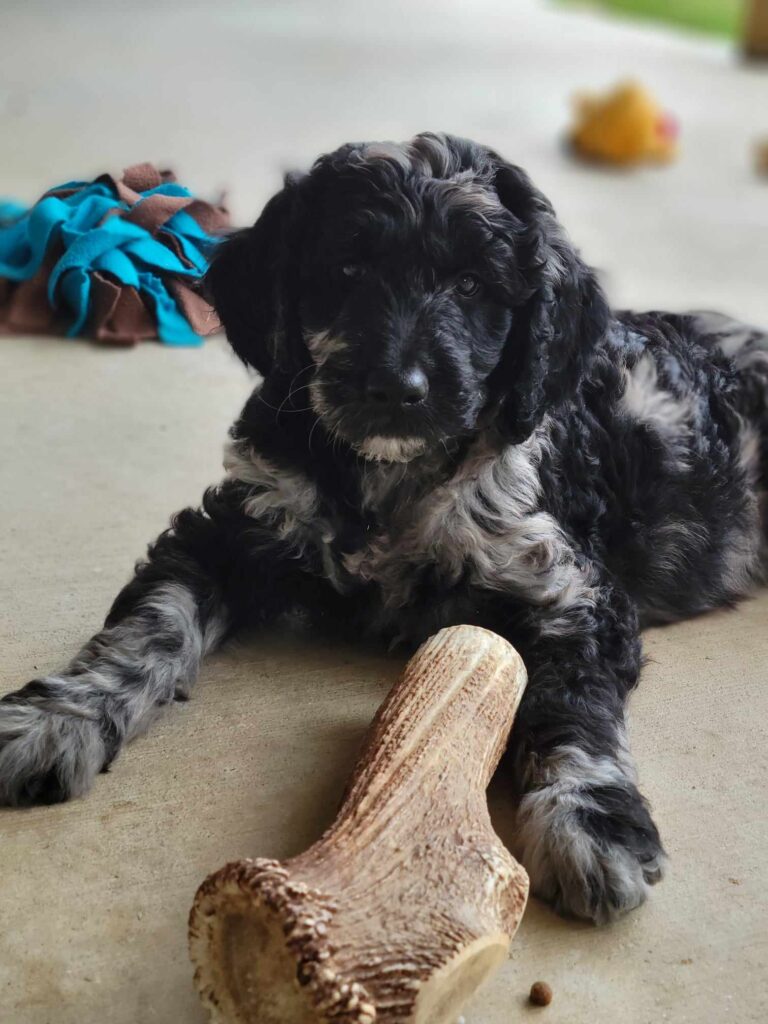 A merle goldendoodle puppy is surrounded by toys and an elk antler chew on the back porch at Willow's End.