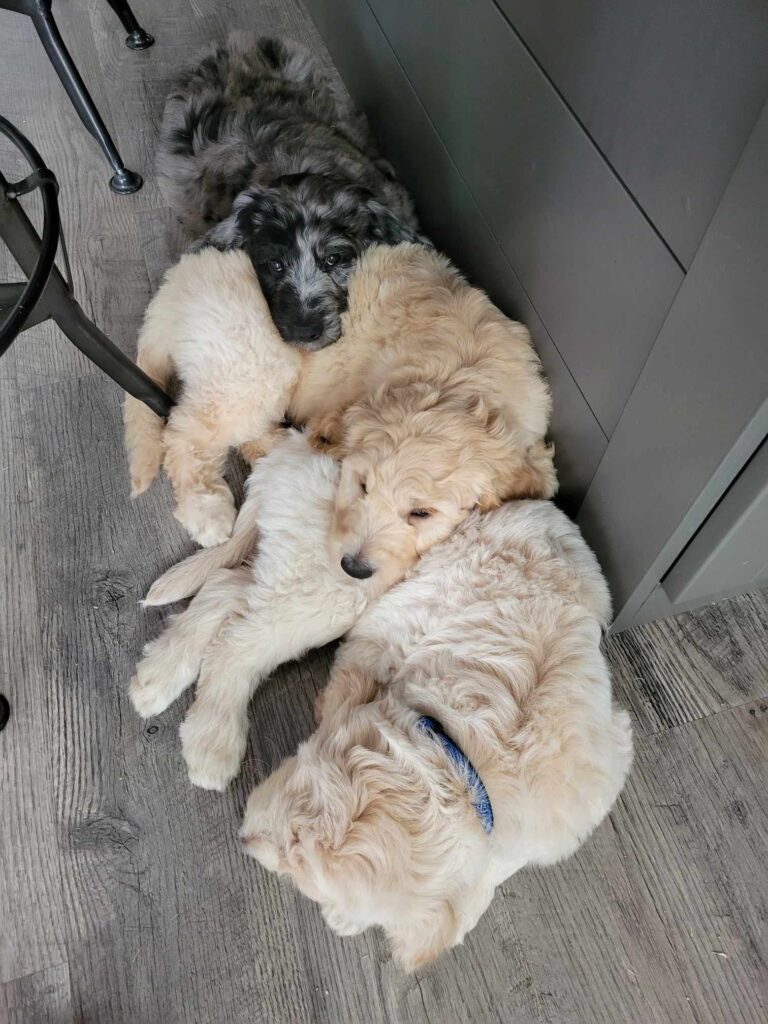 Three goldendoodle puppies sleep in a pile on the kitchen floor.