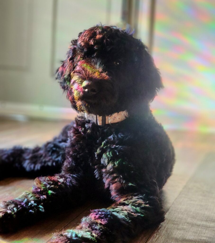 Poppi the goldendoodle lays propped on her elbow in a splash of light with rainbow refractions.