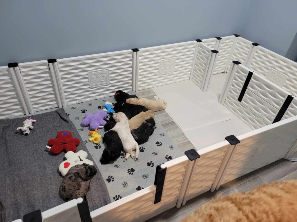 Inside view of the Puppy Room. A whelping box holds blankets, toys, and 9 sleeping puppies.