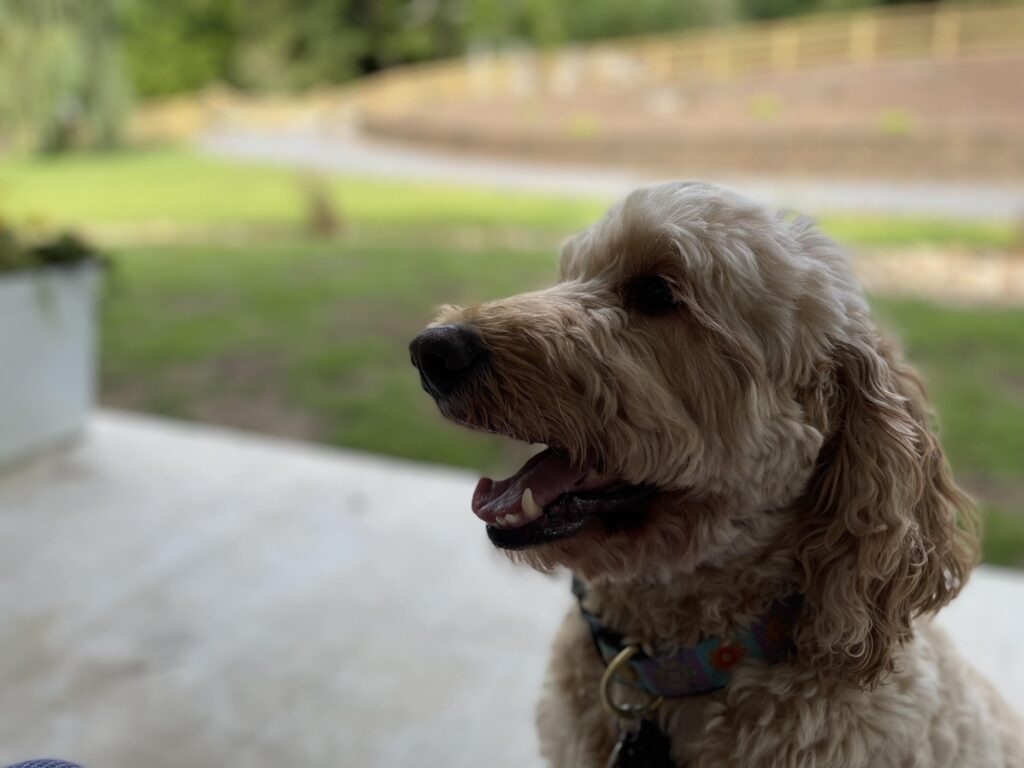 Sunny, the goldendoodle, smiles for a photo in her front yard at Willow's End.