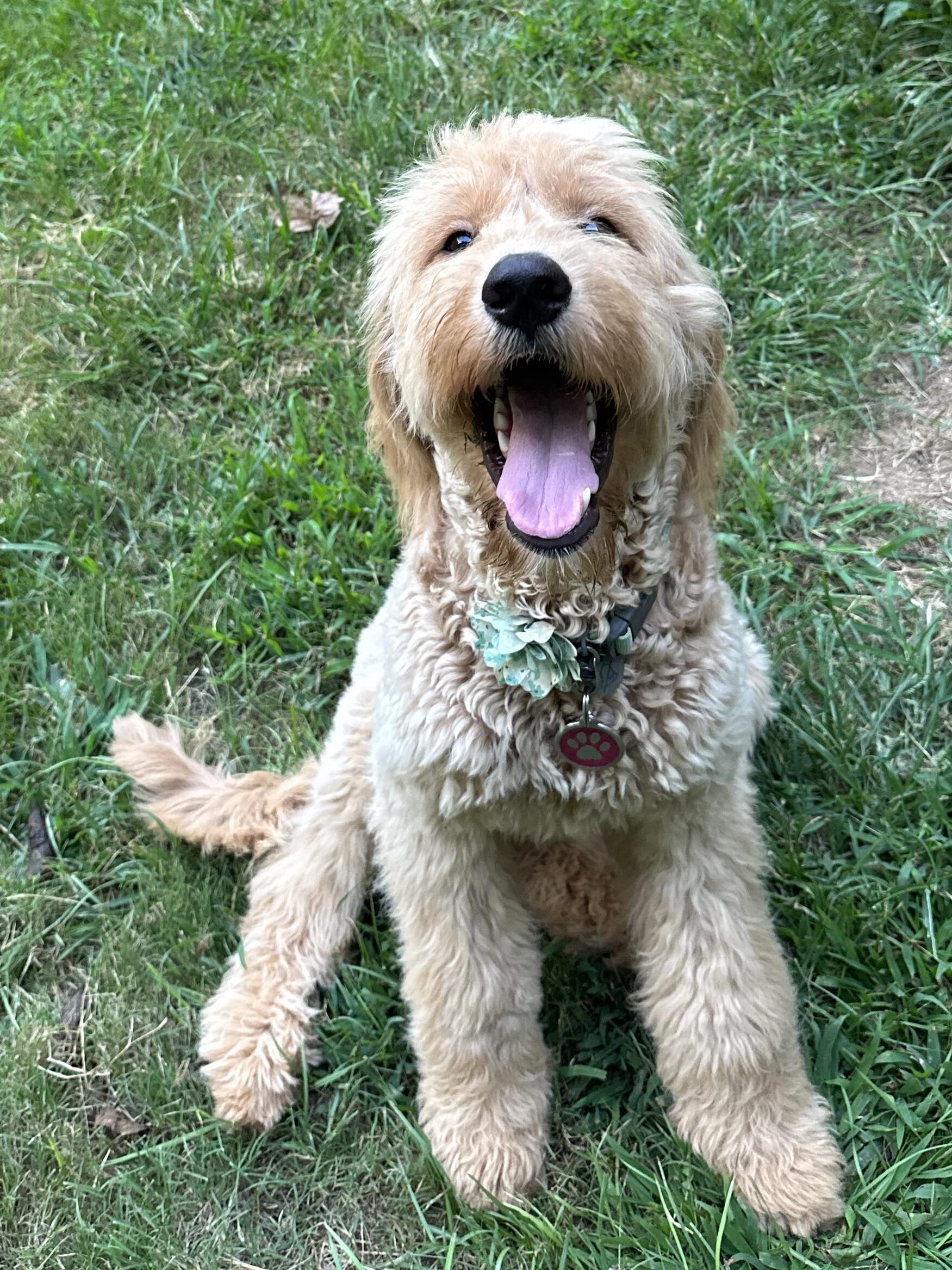 Willow the goldendoodle sits pretty on the grass with a great big smile.
