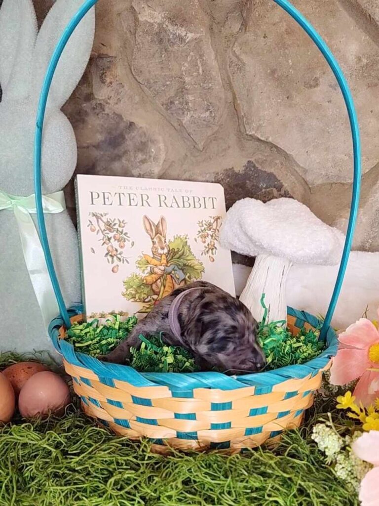 merle goldendoodle puppy in an easter basket.